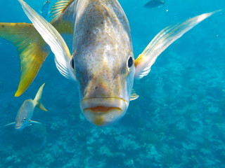 Closeup of face and eyes of friendly curious fish