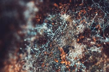Fungus on old coffee ground for the background.