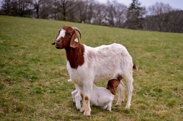 Naklejka na ściany i meble mother goat feeding baby in meadow