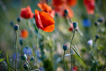multiple poppy blossoms in green grassland