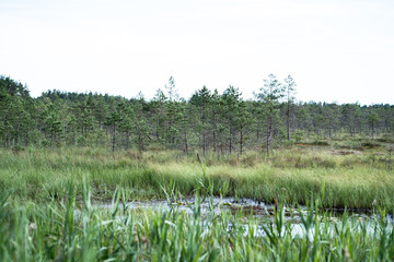 focus and sharpness has a row of trees just behind the water, with the foreground and back blurred. Tiny marsh pines.