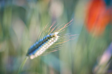 multiple poppy blossoms in green grassland
