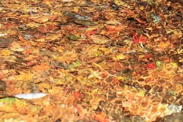 紅葉