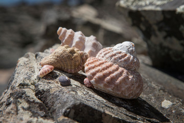 Shells Tāwharanui Regional Park. Anchor Bay. Omaha bay. New Zealand