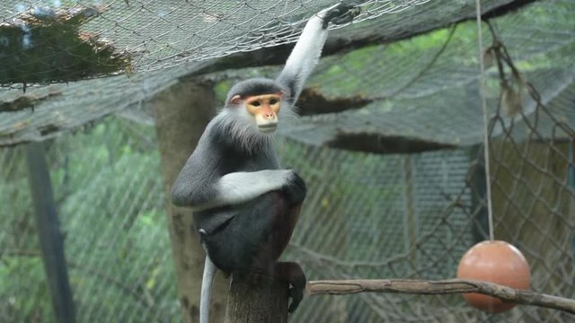 Lemurs five colors or Red-shanked douc in a cage. Scientific name Pygathrix nemaeus.