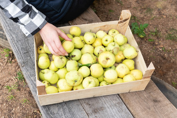 Wooden box of organic apples