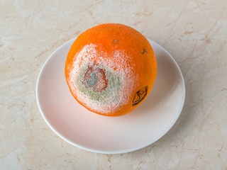 Stale orange with white green mold on a saucer over a kitchen table. Rotting citrus. Moldy fungus...