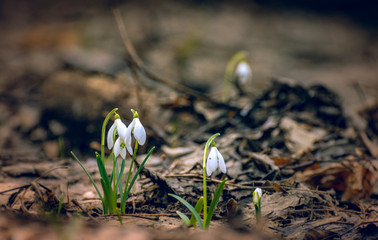 Snowdrop