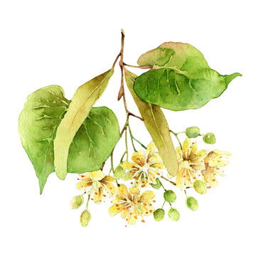 Watercolor linden flowers isolated on white background