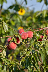 a branch of peach hung with ripe fruit
