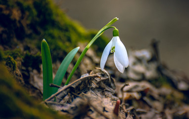 Snowdrop