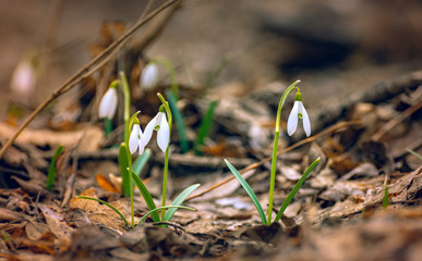 Snowdrop