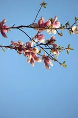 Ramo con fiori rosa e sfondo celeste