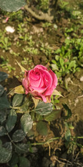 red rose in garden