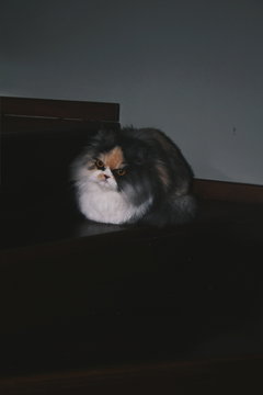 The angry persian cat staring with open eyes