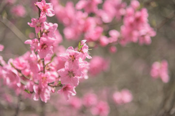 Naklejka na ściany i meble 桜の花の背景