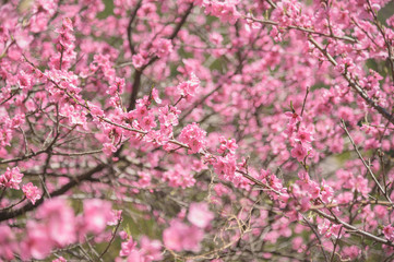 桜の花の背景