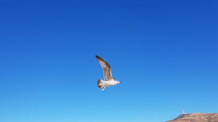 seagull flying in the blue sky