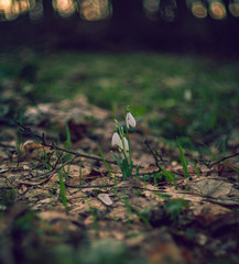 Snowdrop