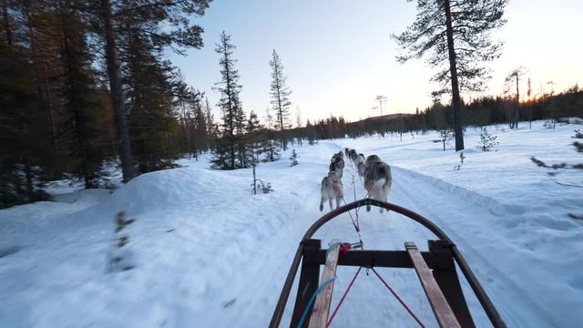 Sunset POV riding on a husky dog sled through snowy landscape in Lappland, Sweden