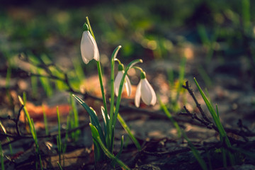 Snowdrop
