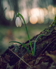 Snowdrop