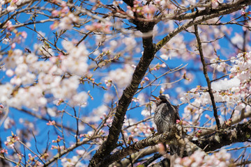鳥と桜