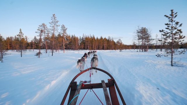 POV riding on a husky dog sled through snowy landscape in Lappland, Sweden