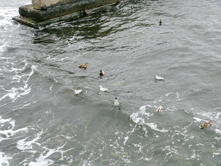 Naklejka premium Not only seagulls and cormorants can be seen on the Odessa coast of the Black Sea. Wild ducks float beside them.