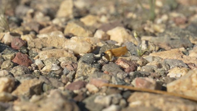macro footage of an ant harvesting food