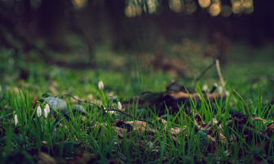 Snowdrop
