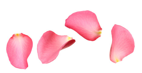 Fresh pink rose petals on white background