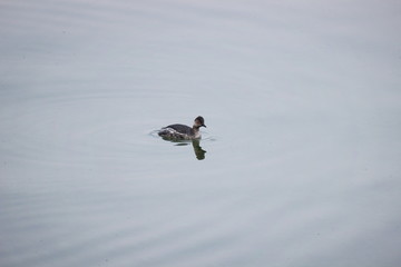 Anatra nuora in un lago