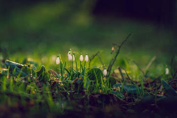 Snowdrop