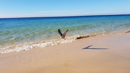 Fototapeta na wymiar Bird on the beach