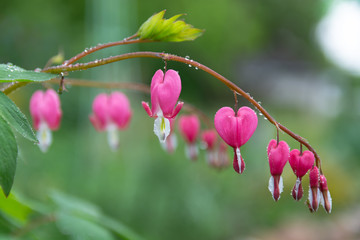 Heart-shaped flowers hanging on a twig