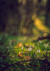Snowdrop