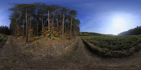 Autumn Forest HDRI Panorama