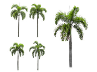 five Palm trees on a separate white background