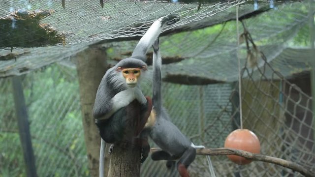 Lemurs five colors or Red-shanked douc in a cage. Scientific name Pygathrix nemaeus.