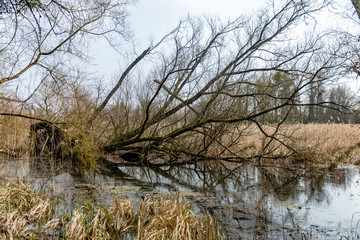 Arbre déraciné et couché dans un marais