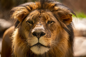 portrait of a lion