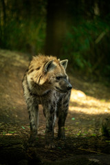 Fototapeta premium Hyena walking around