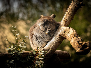 Sleeping Koala