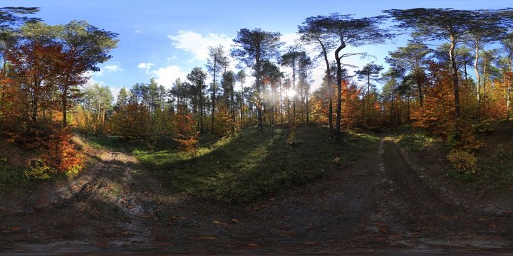 Autumn Forest HDRI Panorama