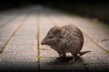 Long Nosed Potoroo, checking out my camera gear