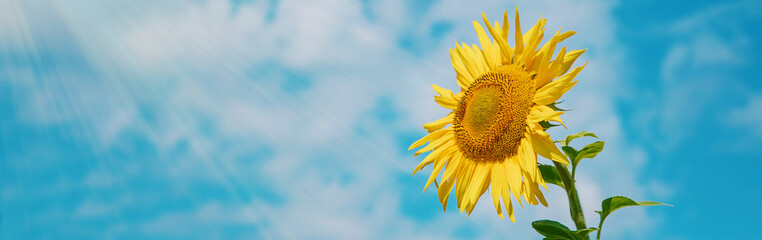 Field of blooming sunflowers. Nature. Selective focus. © yanadjan
