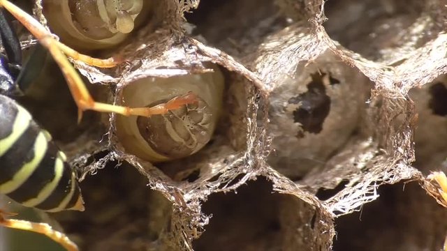 Heide-Feldwespe, K&ouml;nigin und Arbeiterinnen versorgen Brut