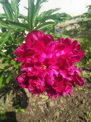 Purple big beautiful peony flower