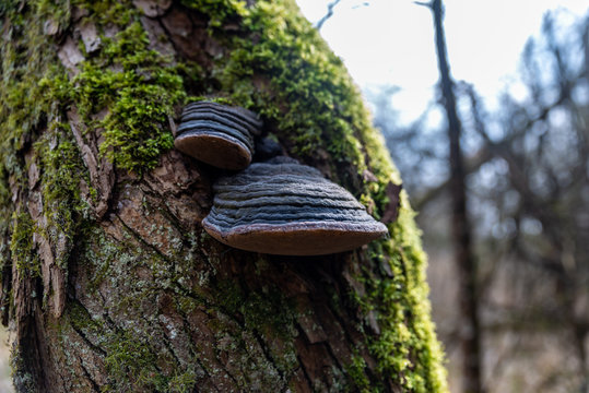 deux champignons parasites Amandouviers accrochés sur un tronc d'arbre.